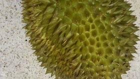 国产榴莲翻车视频大全,揭秘网红水果的真相大揭秘