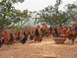 国产土鸡打斗视频,一场热血沸腾的乡村角斗场