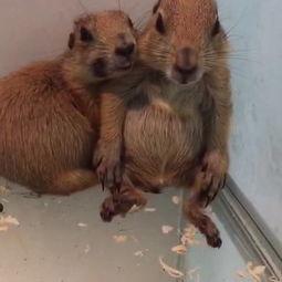 国产铲屎官熊猫视频,萌宠日常，温馨瞬间大盘点