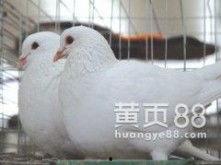 国产肉鸽视频大全,视频大全中的美味与养殖奥秘