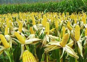 玉米视频国产排名,热门内容背后的精彩故事