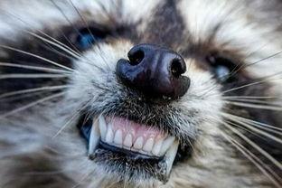 国产浣熊有细菌吗视频